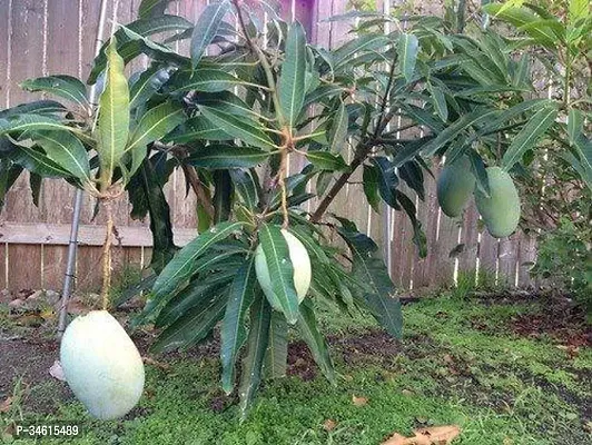 Natural Mango Plant-thumb0