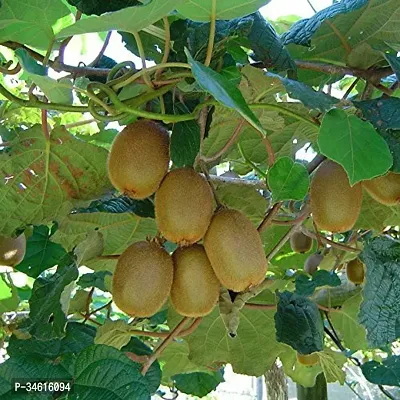 Natural Kiwi Plant-thumb0