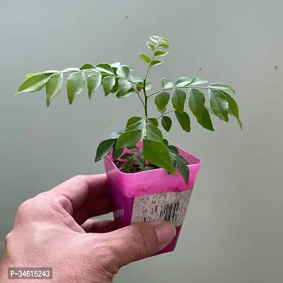 Natural Curry Leaf Plant-thumb0