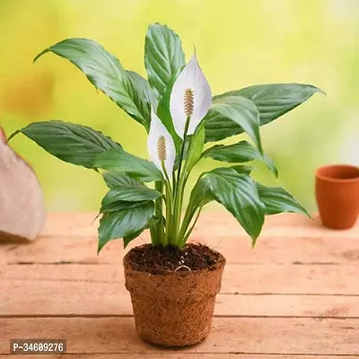 Natural Peace Lily Plant-thumb0