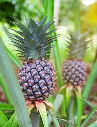 Natural Pine Apple Plant-thumb2