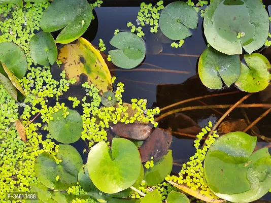 Natural Lotus Plant-thumb0