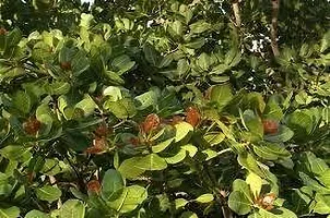 Natural Cashew Plant-thumb1