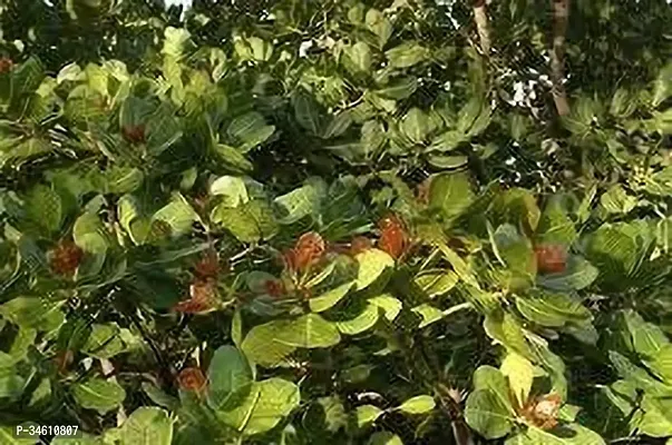 Natural Cashew Plant-thumb2