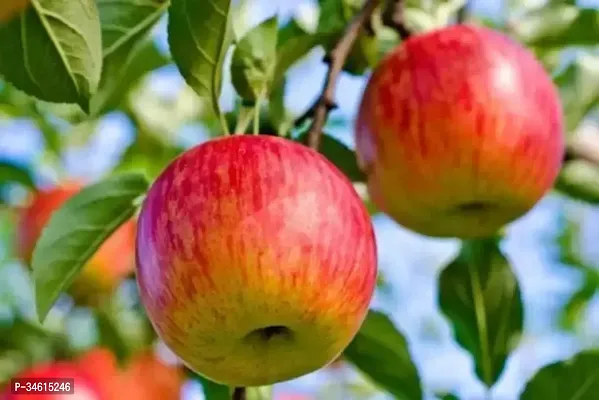 Natural Apple Plant-thumb0