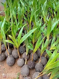 Natural Coconut Plant-thumb1