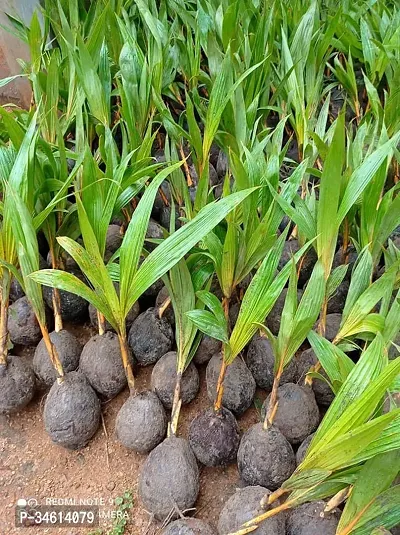 Natural Coconut Plant-thumb2