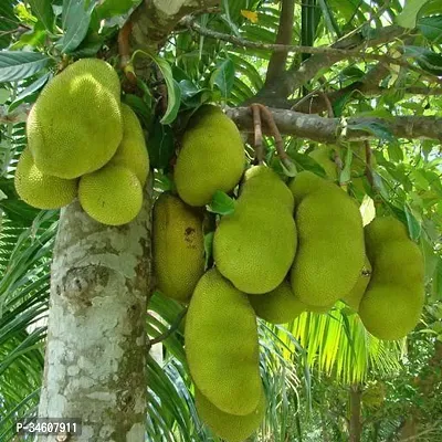 Natural Jackfruit Plant-thumb0