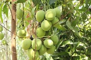 Natural Mango Plant-thumb1