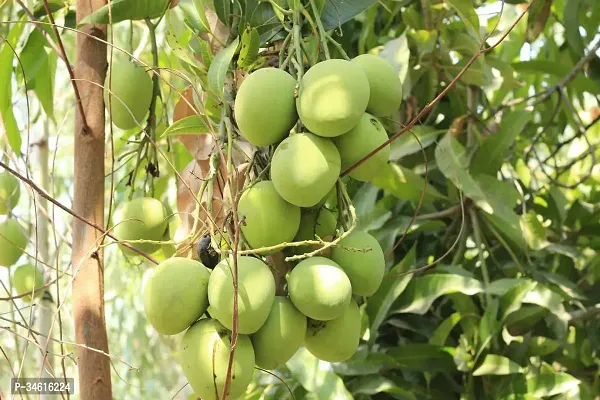 Natural Mango Plant-thumb2