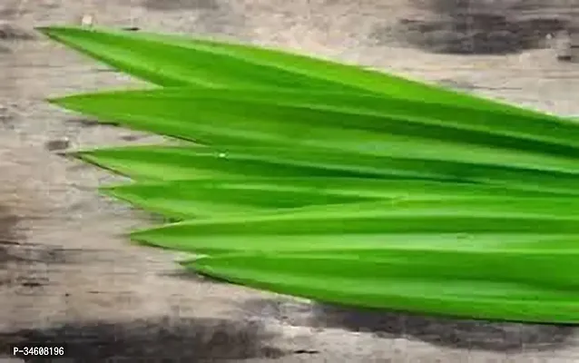 Natural Basmati Plant-thumb0