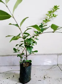 Natural Cherry Fruit Plant-thumb2