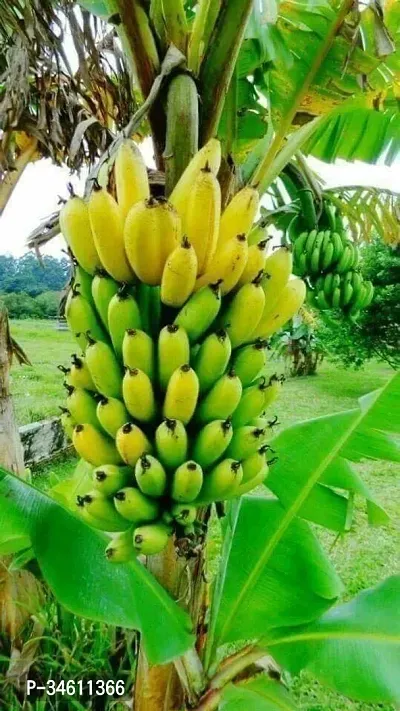 Natural Banana Plant-thumb0