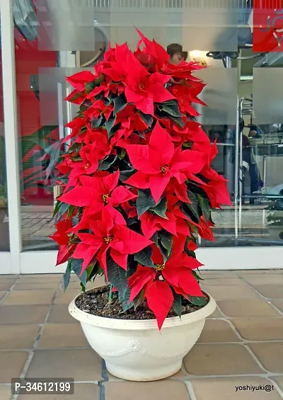 Natural Poinsettia Plant-thumb0