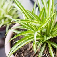 Natural Spider Plant-thumb2