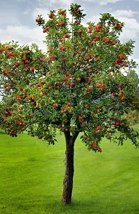 Natural Cherry Fruit Plant-thumb1