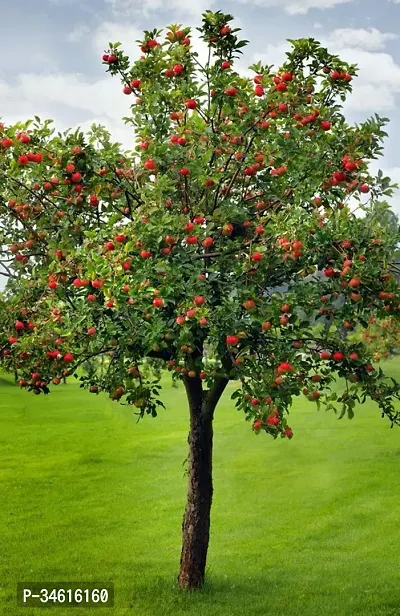 Natural Cherry Fruit Plant-thumb2