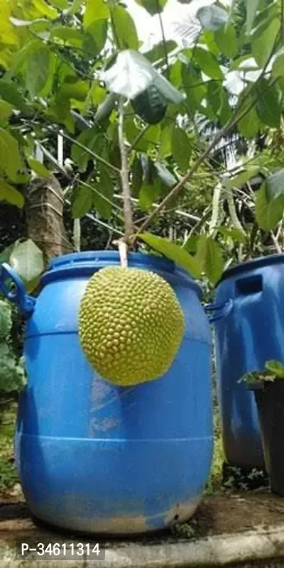 Natural Jack Fruit Plant-thumb0