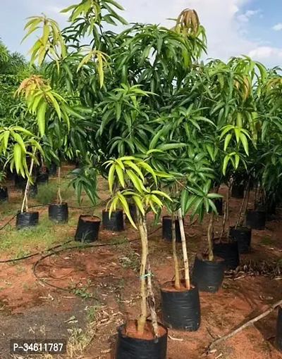 Natural Mango Plant-thumb0