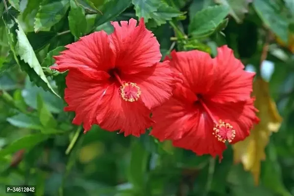 Natural Hibiscus Plant-thumb2