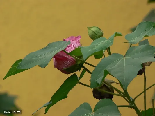 Natural Lotus Plant-thumb0