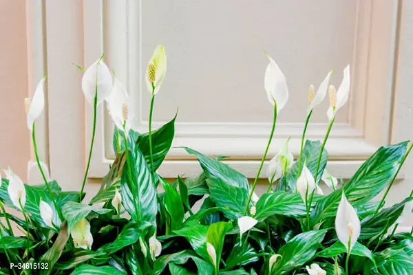 Natural Peace Lily Plant-thumb2