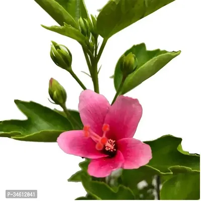 Natural Hibiscus Plant-thumb2