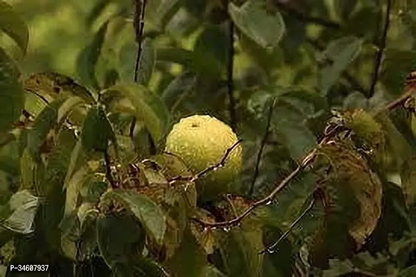 Natural Guava Plant-thumb0