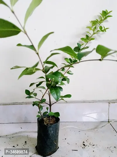 Natural Cherry Fruit Plant-thumb3