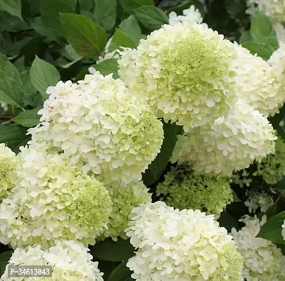 Natural Hydrangea Plant-thumb0