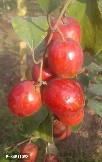 Natural Ber Apple Plant-thumb0