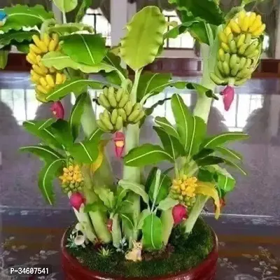 Natural Banana Plant-thumb0