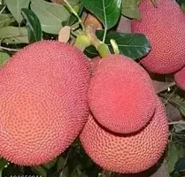 Natural Jack Fruit Plant-thumb1