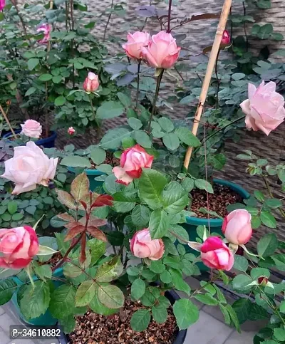 Natural Rose Plant-thumb0