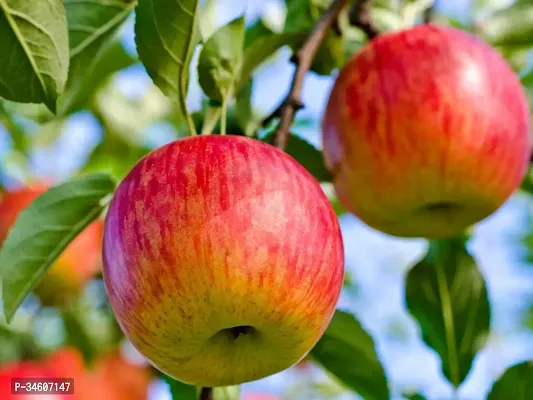 Natural Apple Plant-thumb0