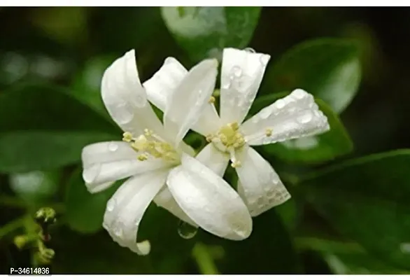 Natural Jasmine Plant-thumb0