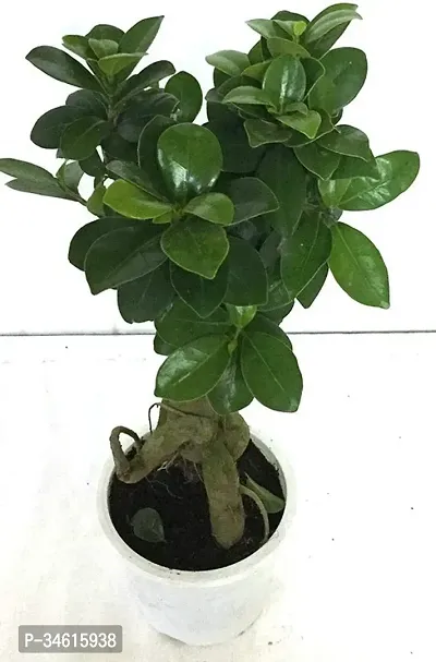 Natural Ficus Bonsai Plant-thumb0