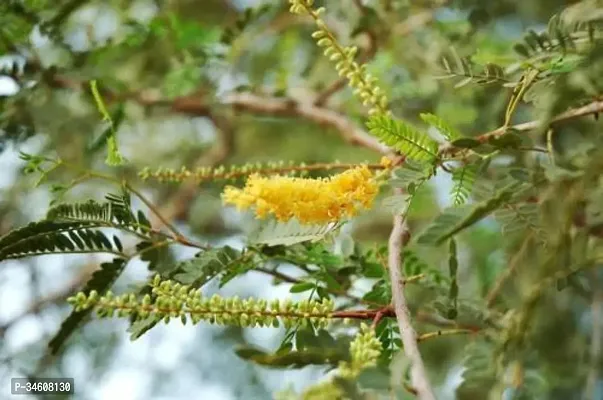 Natural Shamijand Plant-thumb0