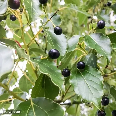 Natural Camphor Plant-thumb0