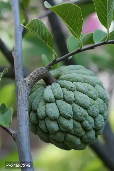 Natural Custard Apple Plant-thumb0