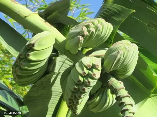 Natural Banana Plant-thumb0