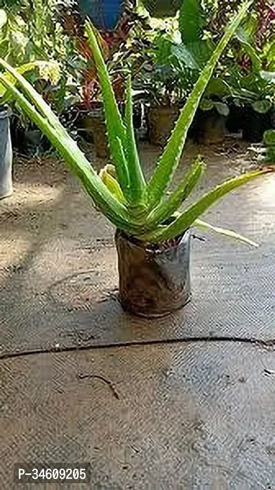 Natural Aloe Vera Plant-thumb0