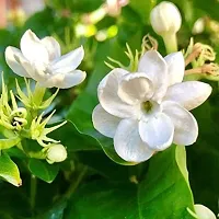 Natural Night Bloom Jasmine Plant-thumb1