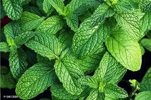 Natural Mint Plant-thumb3