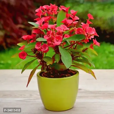 Natural Euphorbia Francoisii Plant-thumb0