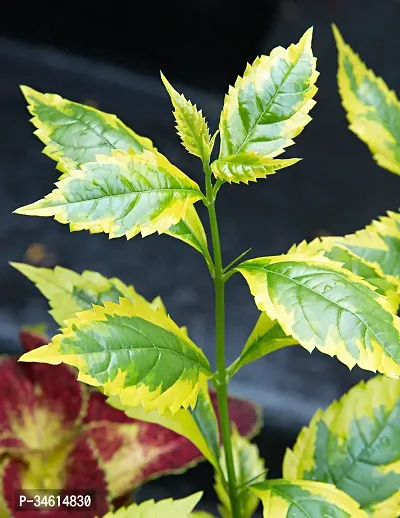 Natural Duranta Plant-thumb0