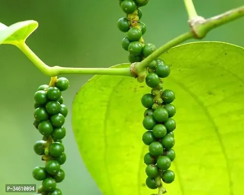 Natural Black Pepper Plant-thumb0