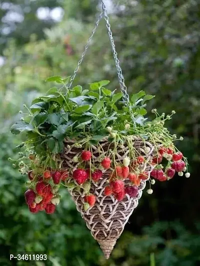 Natural Strawberry Plant-thumb0