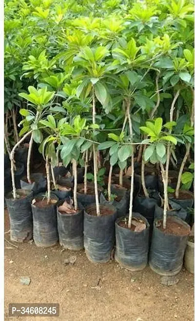 Natural Chiku Plant