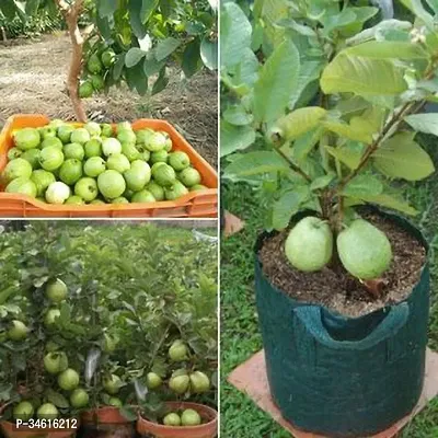 Natural Guava Plant-thumb0